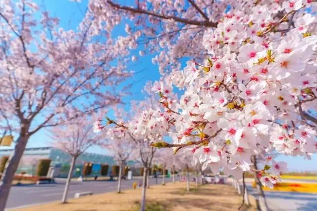 临沂“3.8”女神节必看｜免票+特惠+活动一键解锁