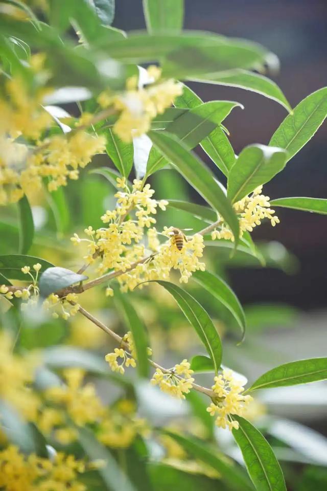 今年的桂花和雨都来得太突然了！好香~~