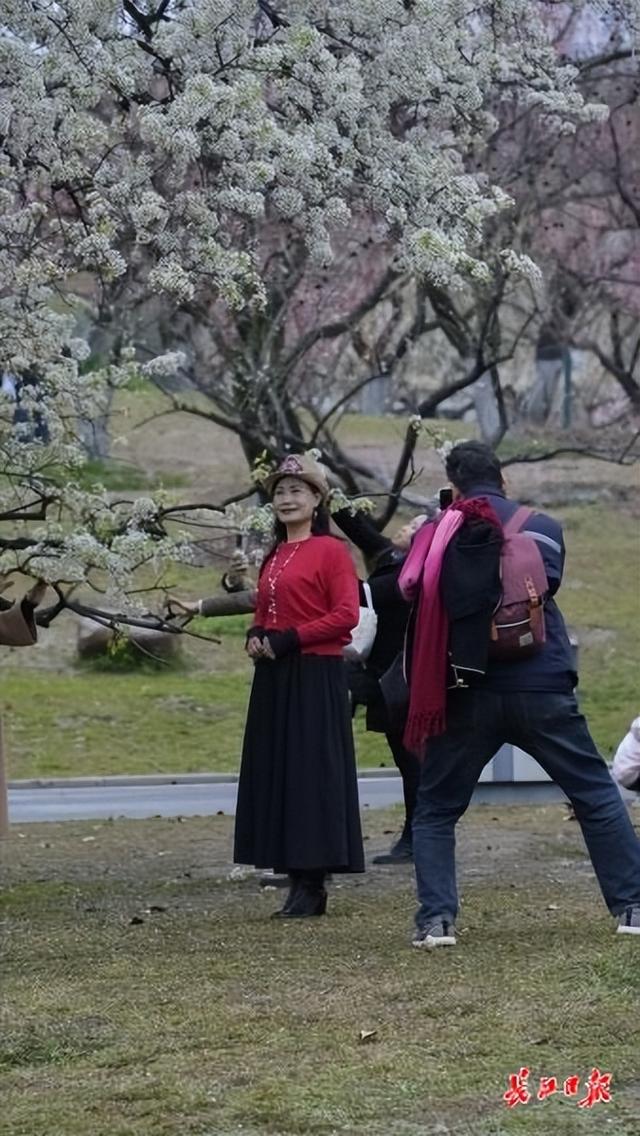 市民争相“合影”！这株15米高的梨花树，雨后更显娇艳