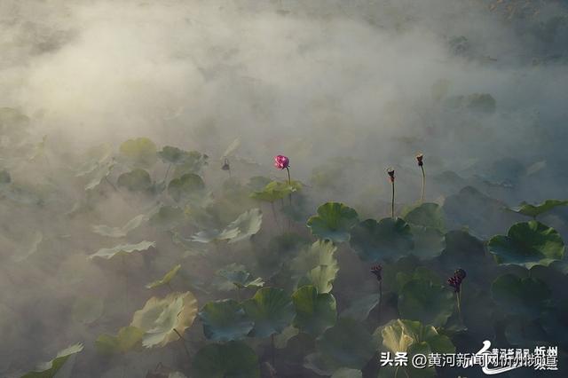 “荷”你邂逅！云中河景区荷花盛开