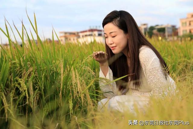 上班暂停，来东莞看稻田吧！