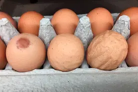 这样的鸡蛋不能吃！多亏养殖户经验提醒，让小商贩不敢再忽悠我图片