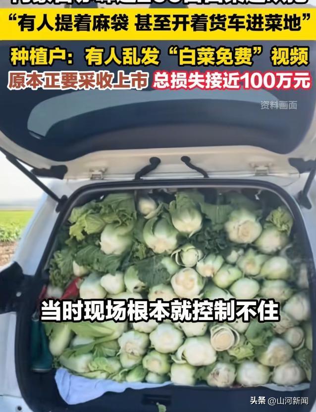 内蒙200亩白菜遭七八百人免费砍，菜农发声，游客反呛：来找我啊