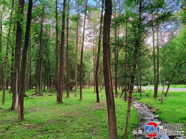 北龙山深处，浪士当的自然狂想与温柔絮语