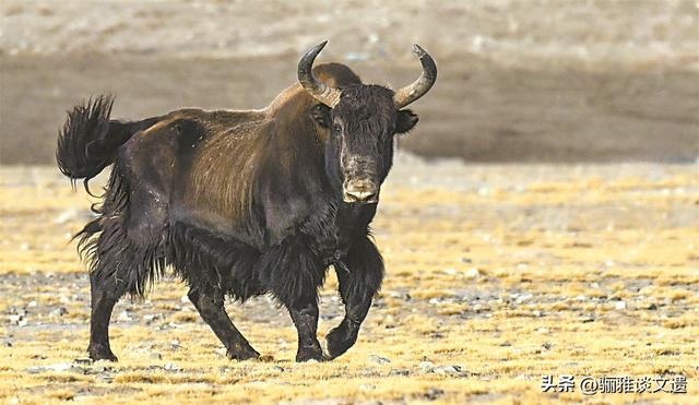 旅行者的终极“地理情书”，大西北八个世界遗产，史诗般绝美画卷