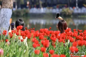 昆明翠湖公园｜郁金香正艳，海鸥再出现！图片