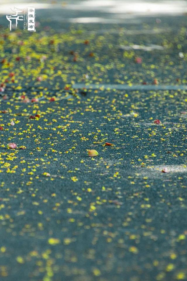 花样秦淮｜栾花绽放金秋至