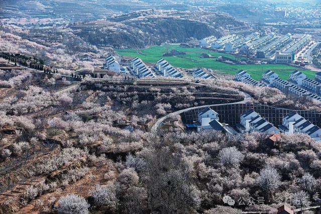 接下来的五莲，是这样的……