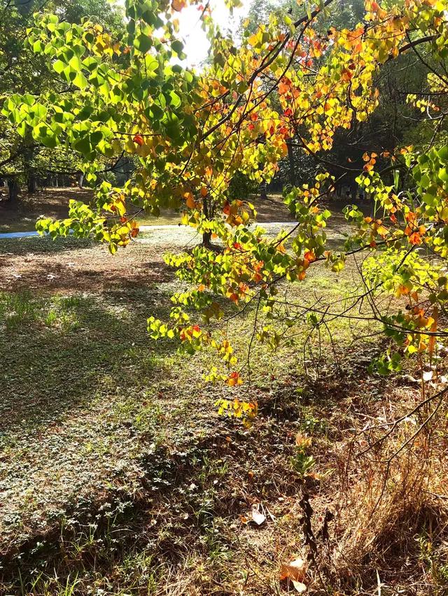 秋色斑斓美如画