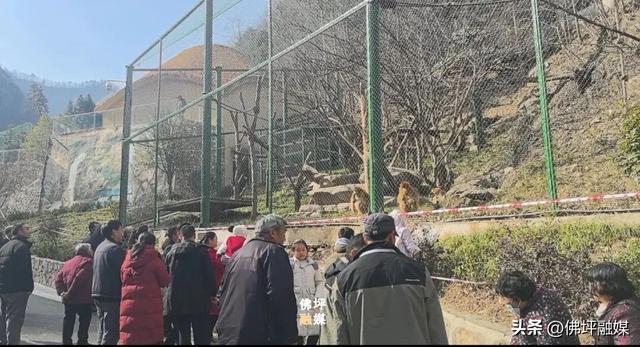 品牌响、年味浓、人气旺！佛坪新春文旅活动“热力全开”