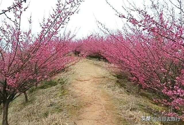 成都山地红梅开花了，粉红云霞铺天盖地，非常震撼，免费！
