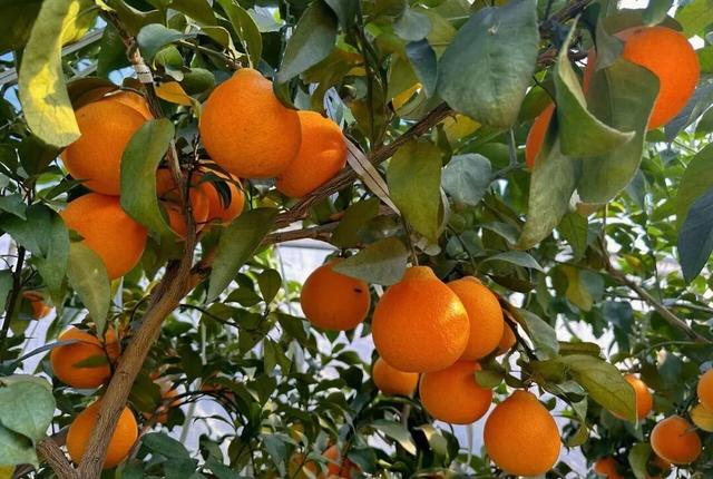 好看、好吃、好玩！富阳这个镇，值得一游！