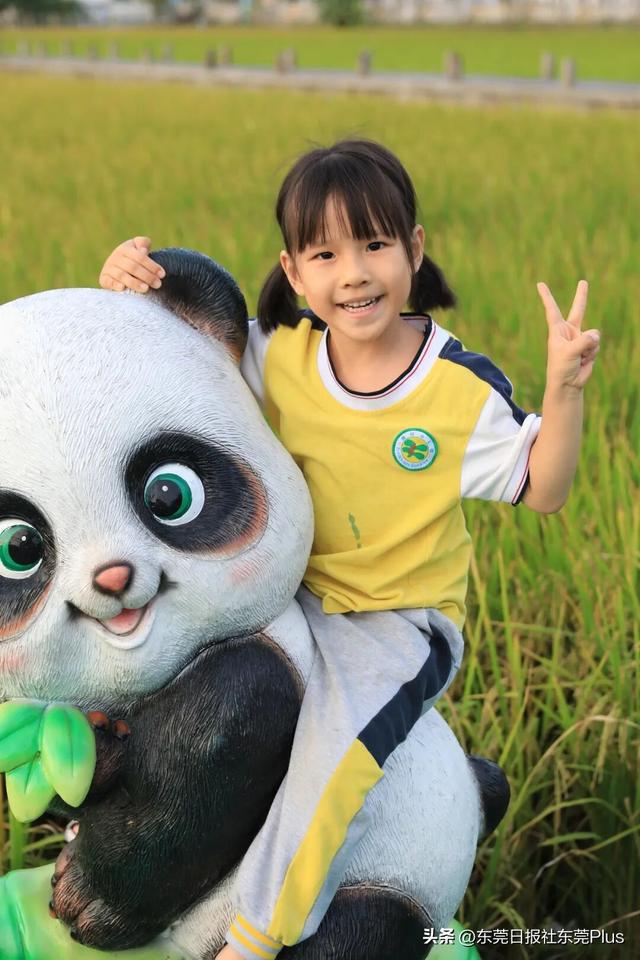 上班暂停，来东莞看稻田吧！