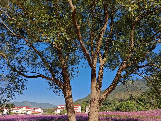 云城前锋花海，邀您来看！