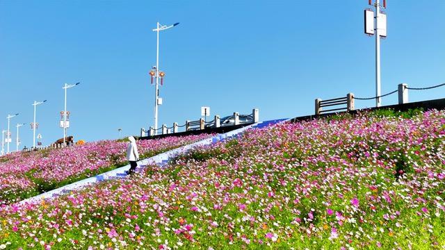 最新佛山冬日“花漾”地图！岭南的浪漫正在绽放 | 周末爱松弛