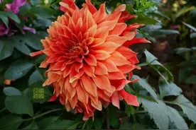 有这三种征兆的家庭，大富大贵图片