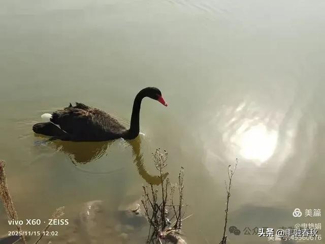 苇风载秋,鹤影映波——河北黄骅南大港湿地的初冬漫游| 申艳娟