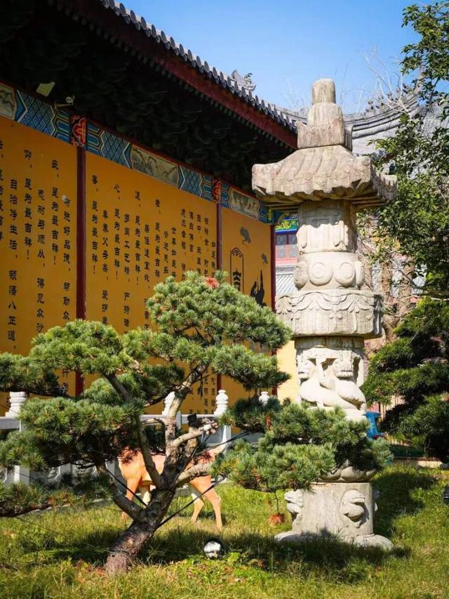 比青山湖人少，比湘湖低调，杭州东北藏着一条“银杏+水杉”组合路线！