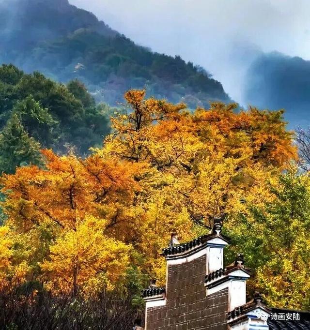 安陆赏秋“天花板”，登上央视！