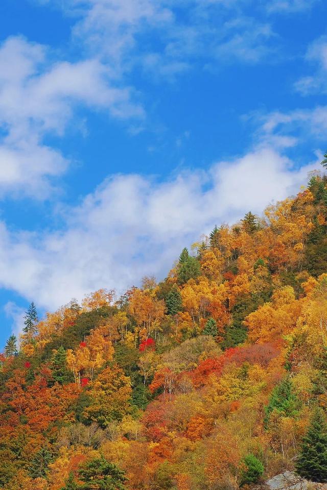 闯入秋日油画！松坪沟彩林巅峰绽放，泡私汤温泉，看千年非遗打铁花！