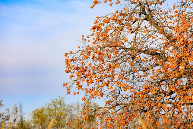 陕西宜君初冬：满枝红柿 一径清甜