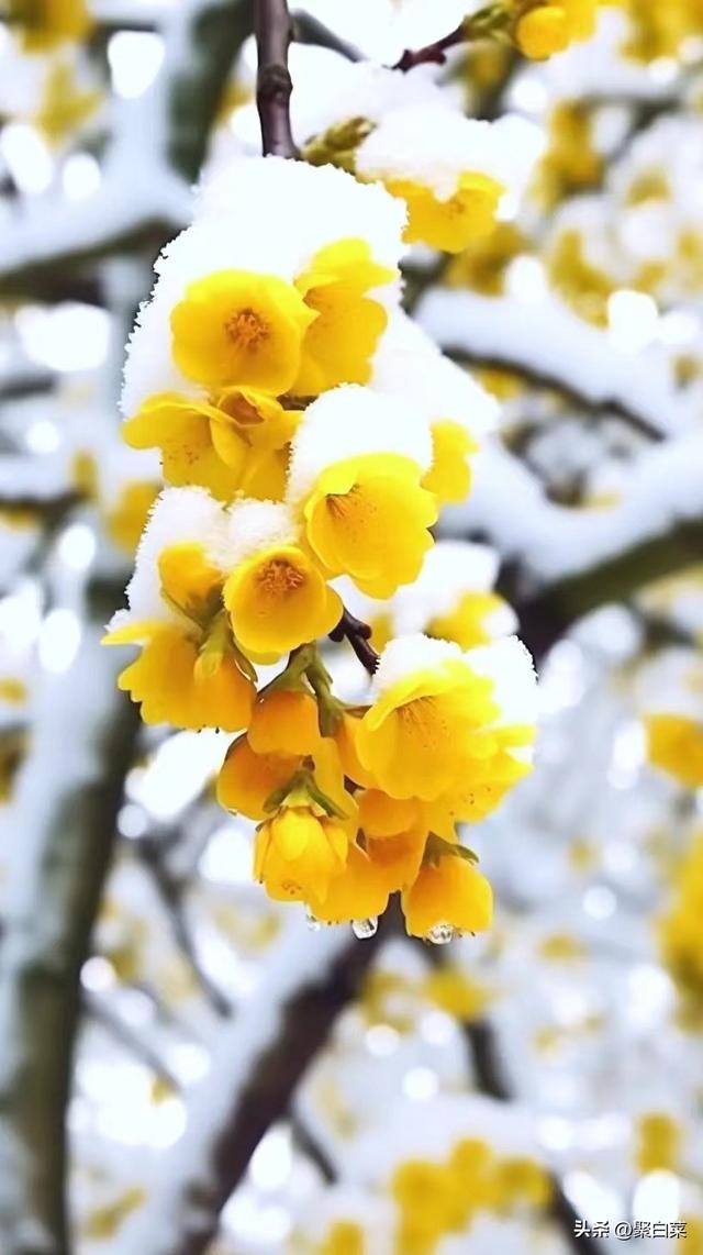 一年四季中哪个季节的景色最美