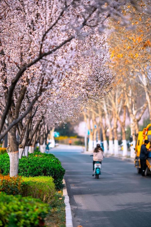 太期待了!接下来的洛阳,是这样的...