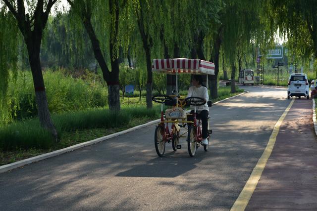 山东泰安东平稻屯洼湿地公园的荷花仙子