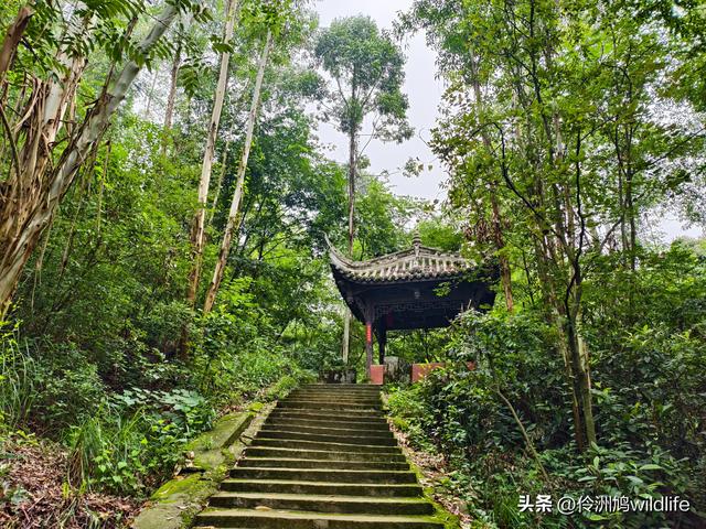 成都徒步（69）·彭州篇⑯法藏寺环线（桥断未走通）