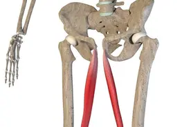 大腿疼痛，手上来一针，下肢伸直疼，大腿内侧来一针！下针痛止图片