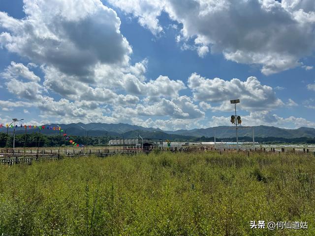 新丰秀田，是来看古树的
