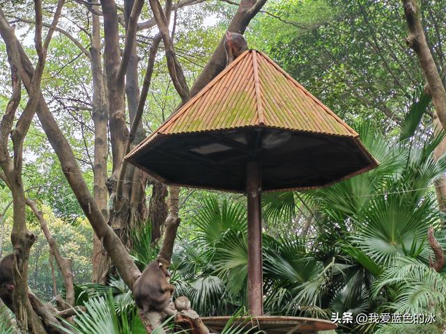 参观广州长隆野生动物园，全程感觉眼累手累腿不累