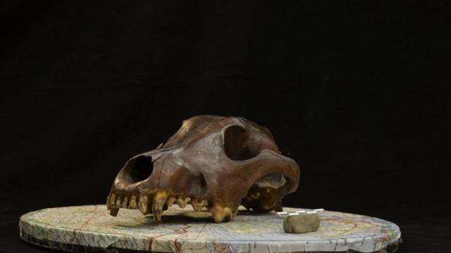 研究反转认知！1.1万年前狗已现多样性	，早期人类是“幕后推手”