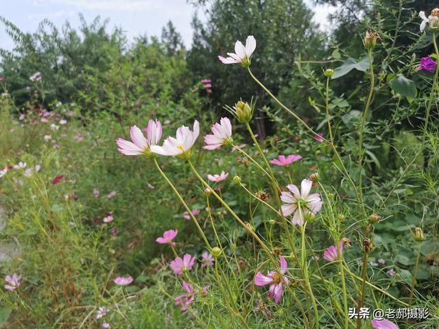秋季艳丽的花