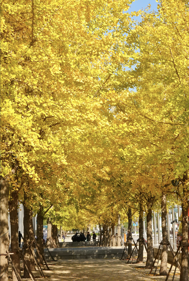 无锡这条路，又火了！