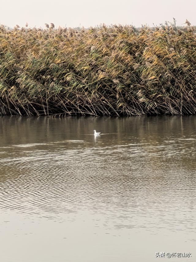 2025辽宁赏秋之旅日记(6)——到辽河口中国最北海岸线看日出 观鸟