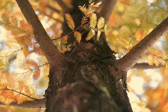 好多人都去了！金堂这个地方最近很火！