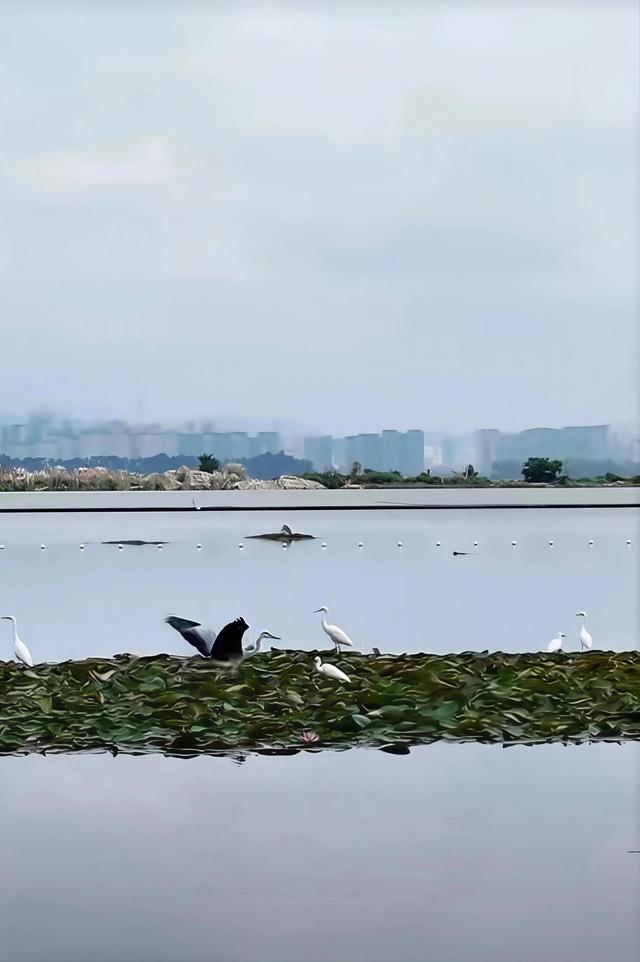 昆明藏了个“水上森林”，白鹭翩飞，公交直达！名称见文末→
