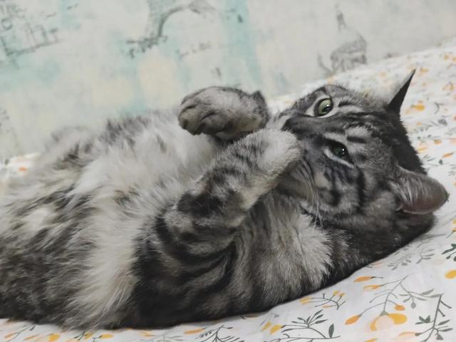 笑死了！主人展示25斤布偶猫引热议，网友：我这19斤的再加加餐？