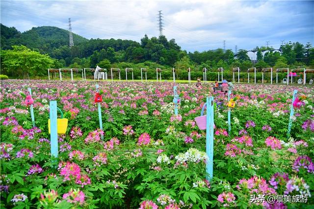 国庆邀约佛山卡玛花世界：在诗词花海中寻觅秋日情绪价值