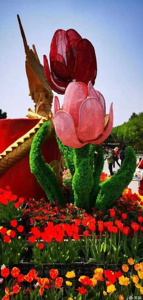 惊艳！北陵花海今日全开！26万株花+AR黑科技，沈阳人真有福气了