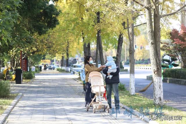 临邛古城银杏季，从浅黄到满树的鎏金，阳光温柔绵长