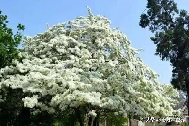 看流苏花到戴庄 || 胡成江