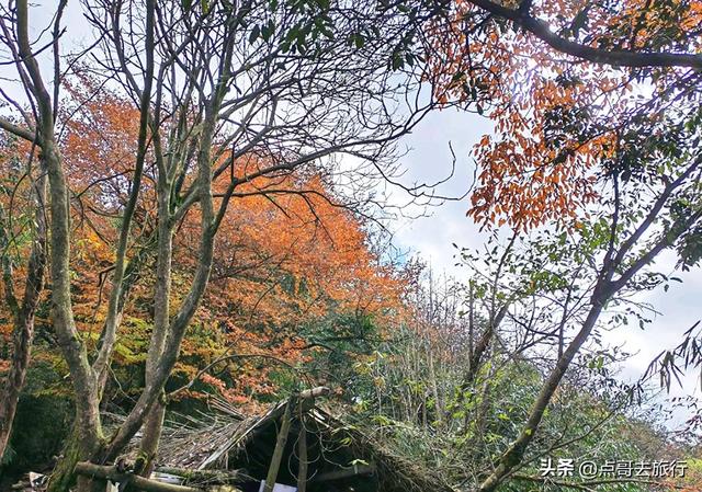 成都严重被低估的彩林徒步线路，1天轻松往返，山野壮观绚丽！
