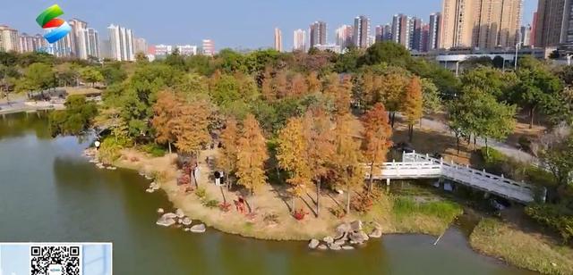 惠州冬季限定“焦糖色浪漫” 落羽杉成网红打卡风景线