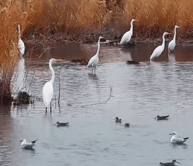 谁把大庆做成动画了？