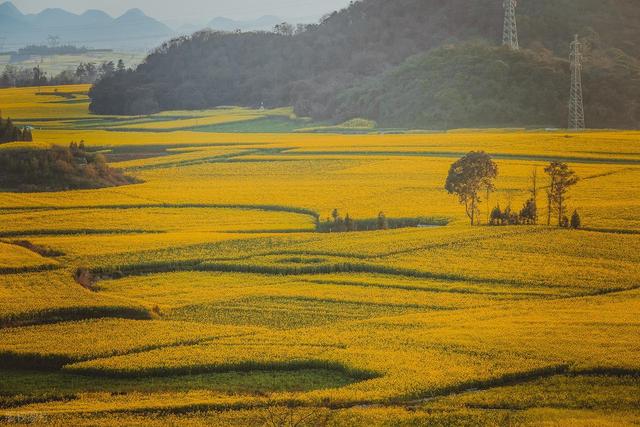 去罗平，追中国第一抹春！油菜花海已进入最佳观赏期，不要错过！