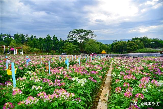 国庆相约卡玛花世界：花海中邂逅秋日浪漫，花篮小径中留下倩影
