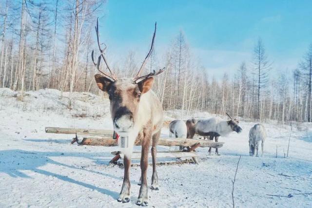 冬季的草原藏着你没见过的生机