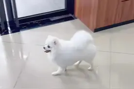 狗狗的髌骨脱位！没想到这么好治❗ ❗图片